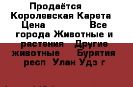 Продаётся!     Королевская Карета › Цена ­ 300 000 - Все города Животные и растения » Другие животные   . Бурятия респ.,Улан-Удэ г.